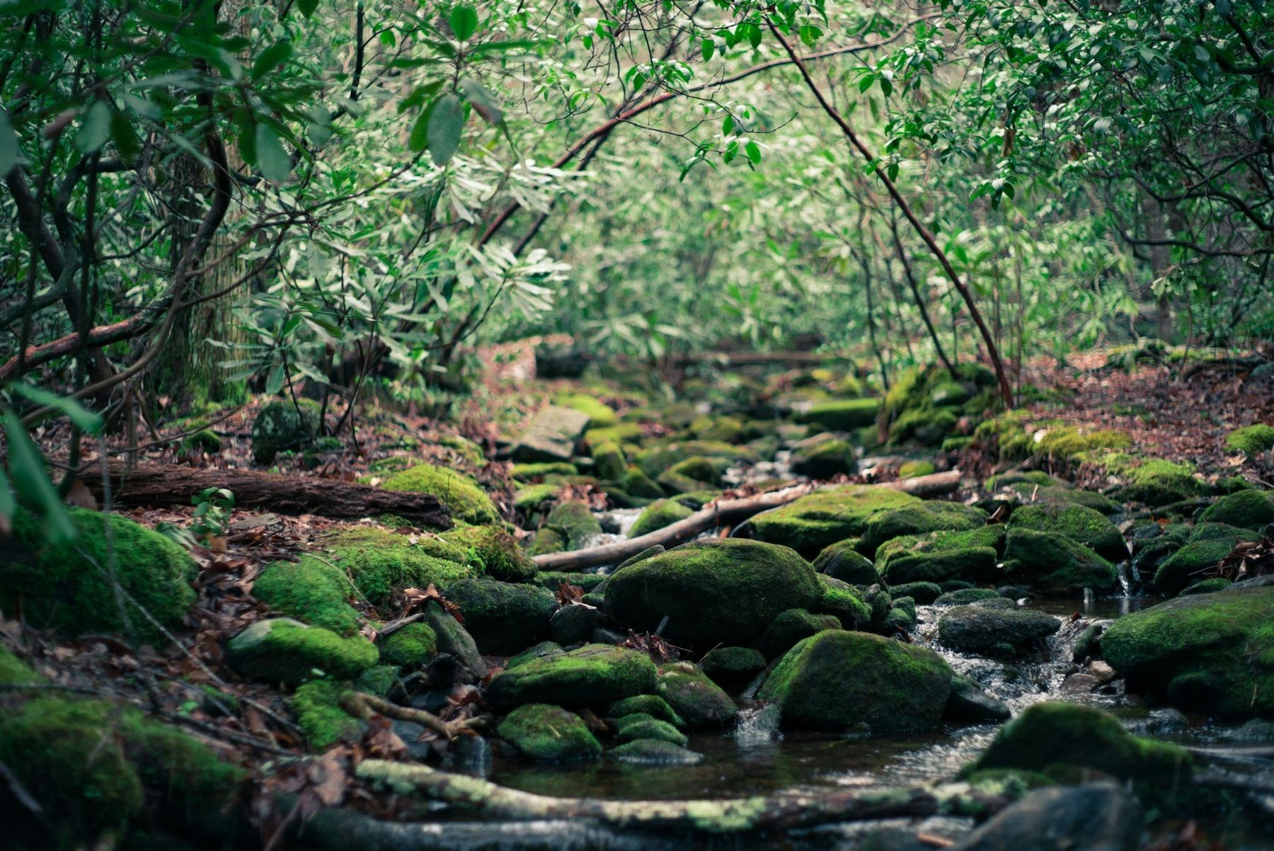 A stream running through a green forest
